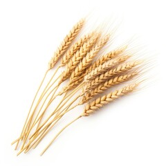 Fototapeta premium Spikelets of Wheat on Isolated Background