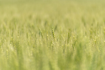 風に揺れる青い麦の穂