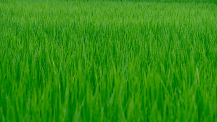 雨後の水滴がついた稲