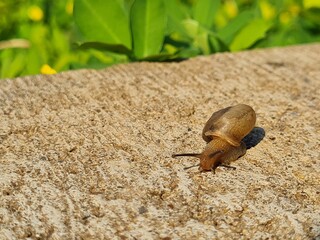 Cute little snail slowly crawling on grey concrete, snail escaping the green to concrete jungle.