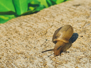 Cute little snail slowly crawling on grey concrete, snail escaping the green to concrete jungle.