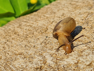 Cute little snail slowly crawling on grey concrete, snail escaping the green to concrete jungle.