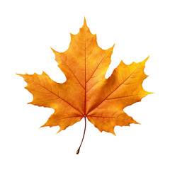 Obraz premium Maple leaf isolated on transparent background png