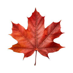 Fototapeta premium Maple leaf isolated on transparent background png