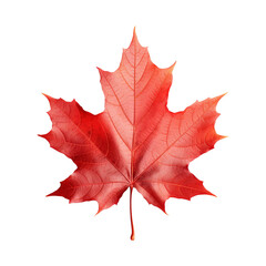 Maple leaf isolated on transparent background png