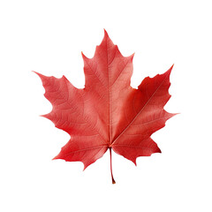 Maple leaf isolated on transparent background png