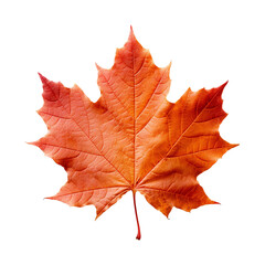 Obraz premium Maple leaf isolated on transparent background png