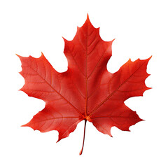 Fototapeta premium Maple leaf isolated on transparent background png
