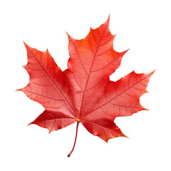 Maple leaf isolated on transparent background png