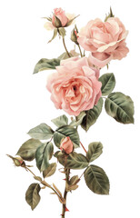 Obraz premium PNG A japanese roses art painting pattern.