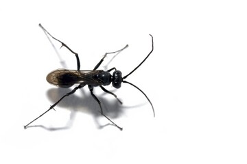 Agenioideus cinctellus, spider wasp insect, studio shot, isolated on white background, top view