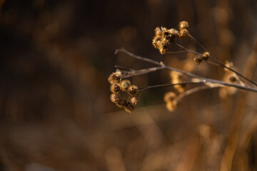 dry plant in the evening light