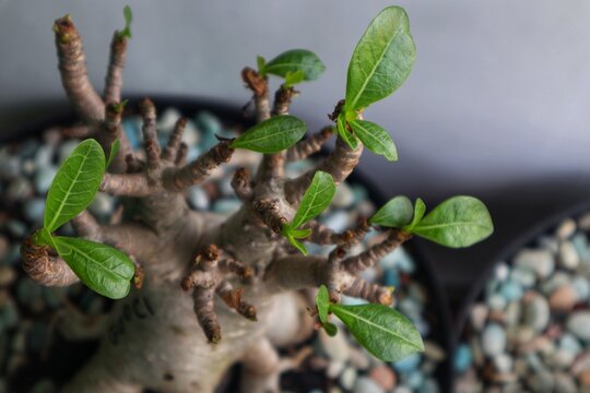 Leaves are starting to grow on Adenium arabicum flowers which are usually used for bonsai.