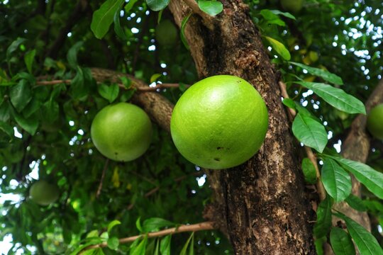 Berenuk fruit (Crescentia cujete L.) is bearing heavy fruit with a close view.