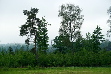 Wet grass in a forest glade on a summer morning. forest trees landscape