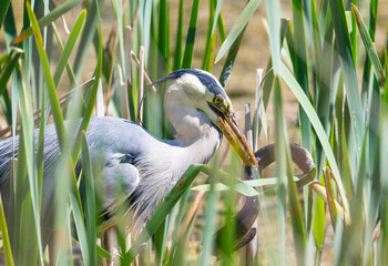 Heron spears an eel