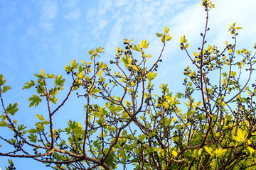 fig tree leaves on blue sky background