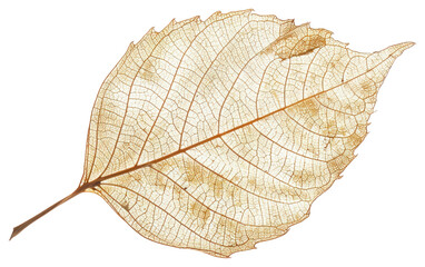 PNG Delicate skeletal leaf structure