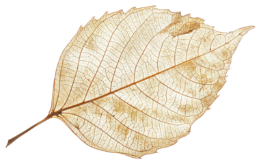 PNG Delicate skeletal leaf structure