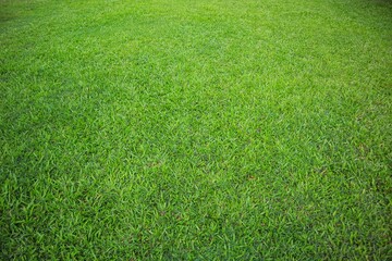 Background and texture of elephant grass (Cenchrus purpureus) seen up close.