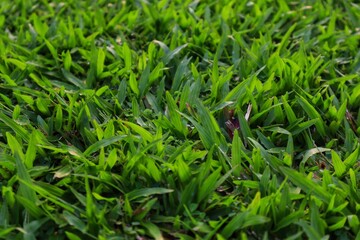 Background and texture of elephant grass (Cenchrus purpureus) seen up close.