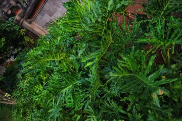 The serrated Philo plant (Tree philodendron) is an ornamental plant with a close view.