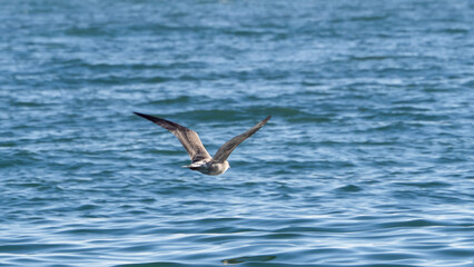 A seagull flies over the blue sea.