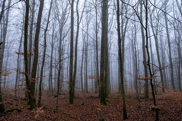 Naklejka premium Arbres dans le brouillard