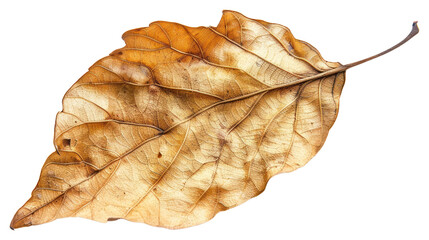 Fototapeta premium Golden autumn leaf illustration