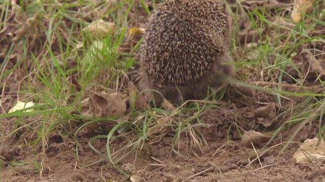 hedgehog looks for food on an orchard meadow 