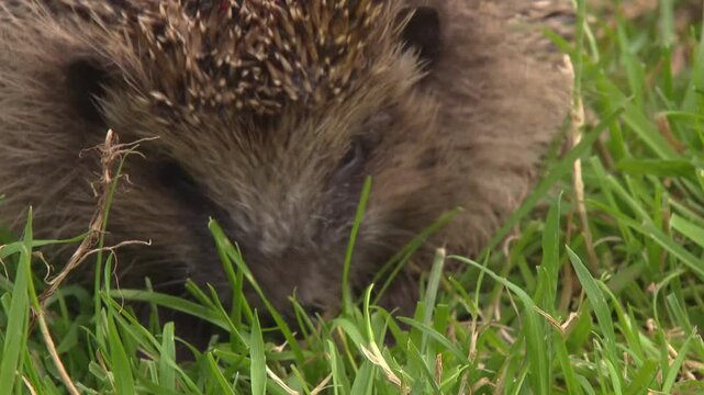 hedgehog eats an earthworm on an orchard meadow