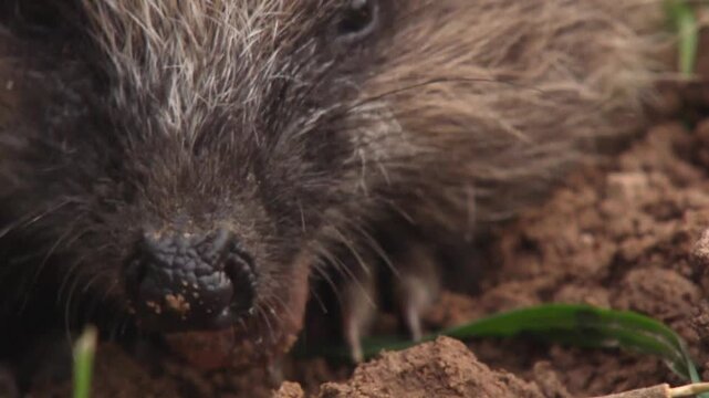 hedgehog eats an earthworm on an orchard meadow