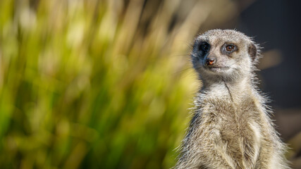 Meerkat Lookout