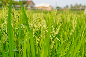 body of Lambis lambis doing movements, common name the spider conch, is a species of large sea snail, a marine gastropod mollusk in the family Strombidae, the true conchs.