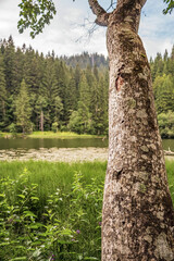 Bikaz Gorge and Lakul Roshu (Red Lake) - Eastern Carpathians - Romania - Europe
