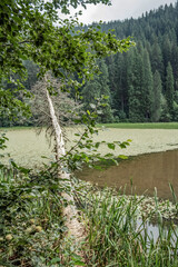 Bikaz Gorge and Lakul Roshu (Red Lake) - Eastern Carpathians - Romania - Europe