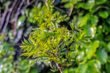 close up of green leaves