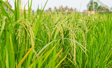 Yellowish green rice (Oryza sativa) growing in the rice fields looks very beautiful and natural.