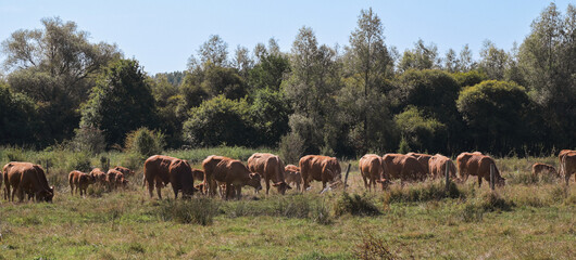 Beautiful view of the Belgian countryside