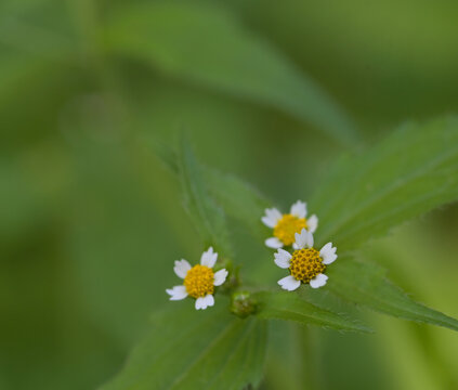 Beautiful close-up of galinsoga parviflora