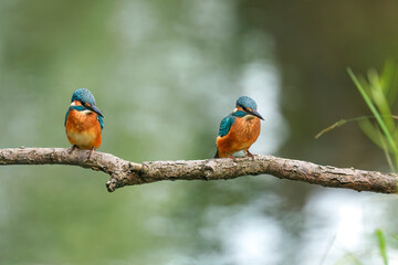 Kingfisher chicks. Two juvenile common kingfishers, Alcedo atthis, perched on branch near nesting burrow. Flying gemstone. Wildlife nature. Colorful bird in breeding season. Hunting river kingfisher.