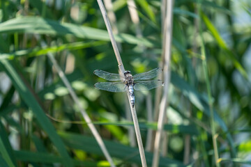 A large dragonfly on a reed stem