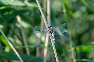 A large dragonfly on a reed stem