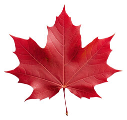 PNG Vibrant red maple leaf isolated