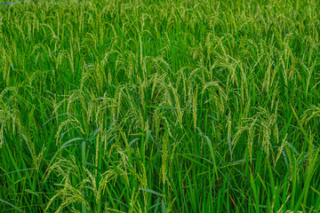 Yellowish green rice (Oryza sativa) growing in the rice fields looks very beautiful and natural.