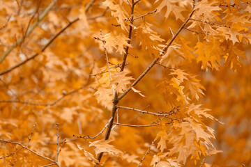autumn red, yellow, orange, crimson foliage, leaves of marsh oak, Quercus palustris in garden, tree branches sway in background, autumn season, nature protection, concept of weather