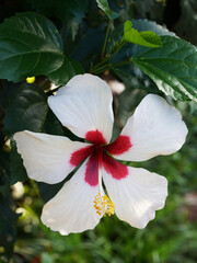 white hibiscus flower