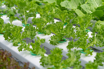 hydroponic salad farm grows leafy greens using a soilless system. Nutrient-rich water feeds the plants, ensuring faster growth and higher yields. The controlled environment produces fresh, clean