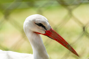 stork in the green meadow