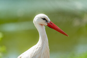 stork in the green meadow